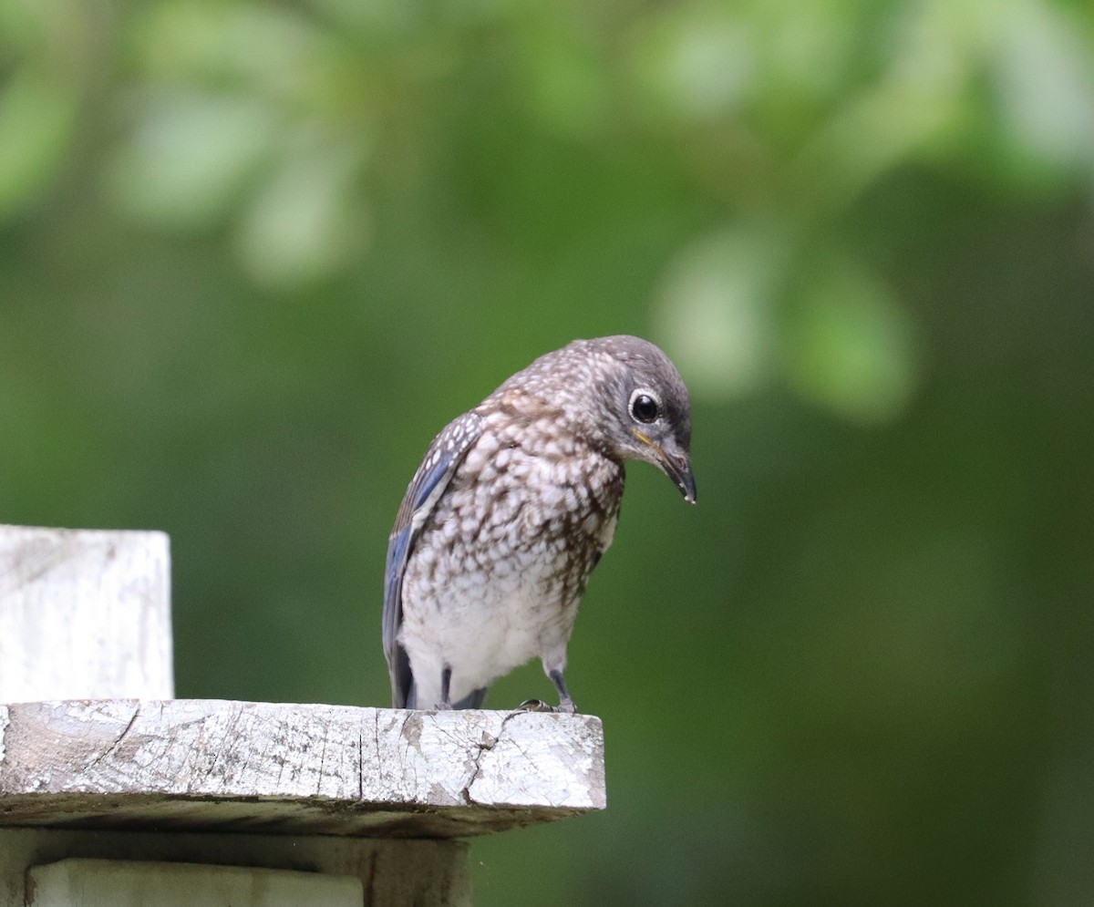 Eastern Bluebird - ML618634206