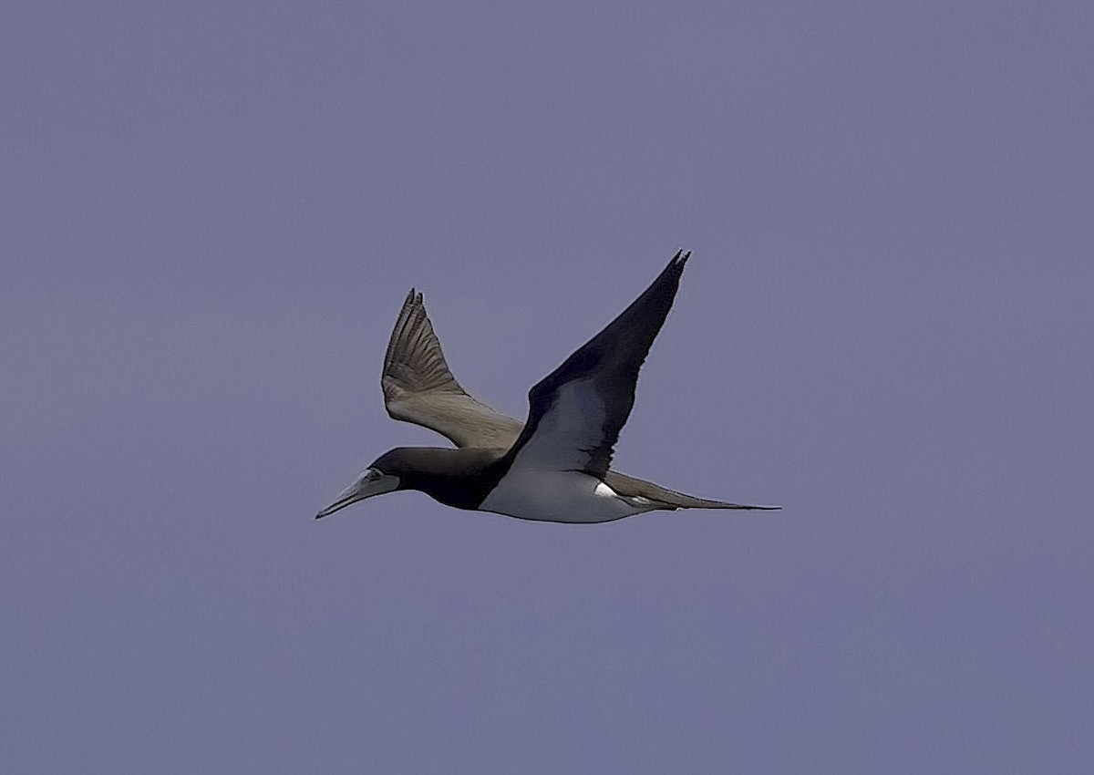 Brown Booby - ML618634207