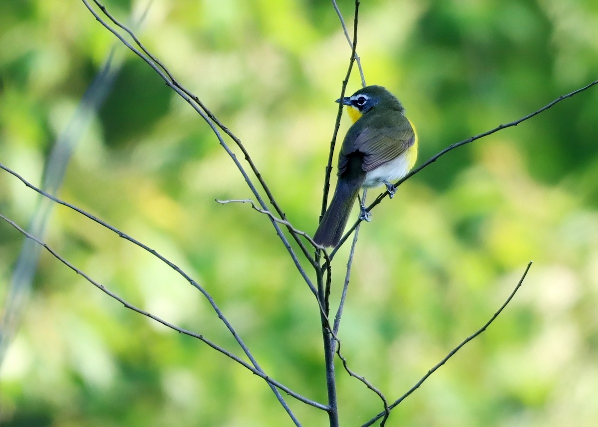 Yellow-breasted Chat - Bruce Arnold