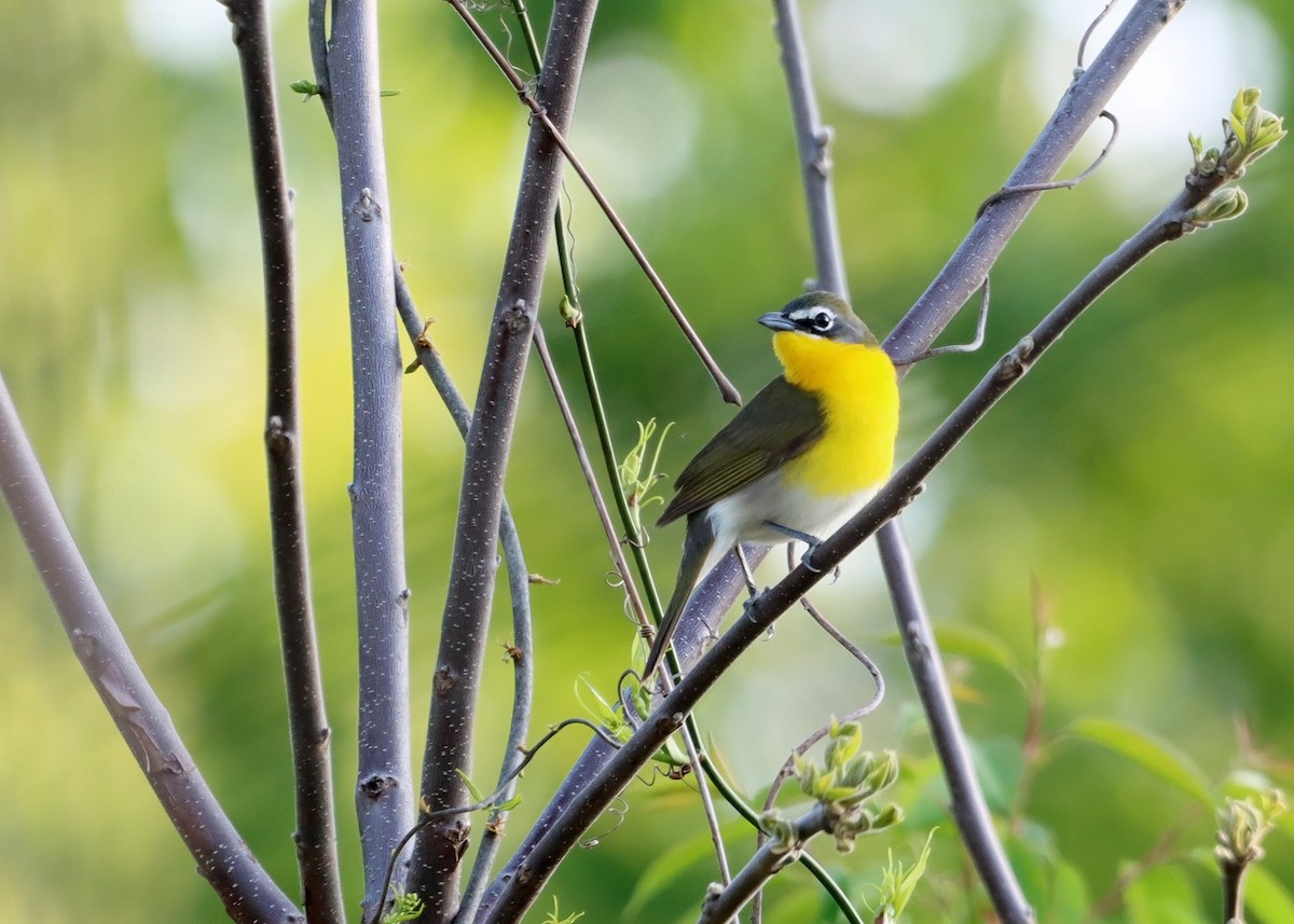 Yellow-breasted Chat - Bruce Arnold