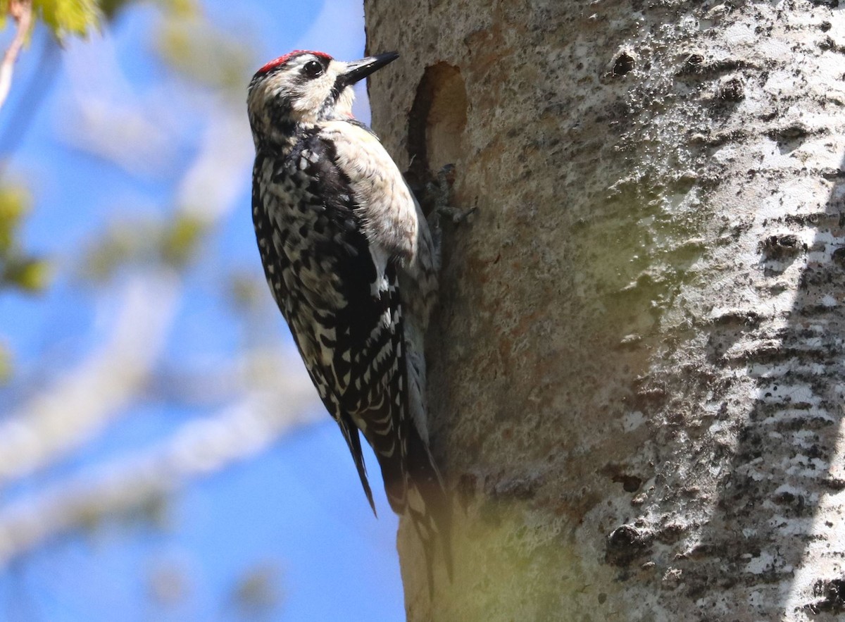 Yellow-bellied Sapsucker - ML618634224