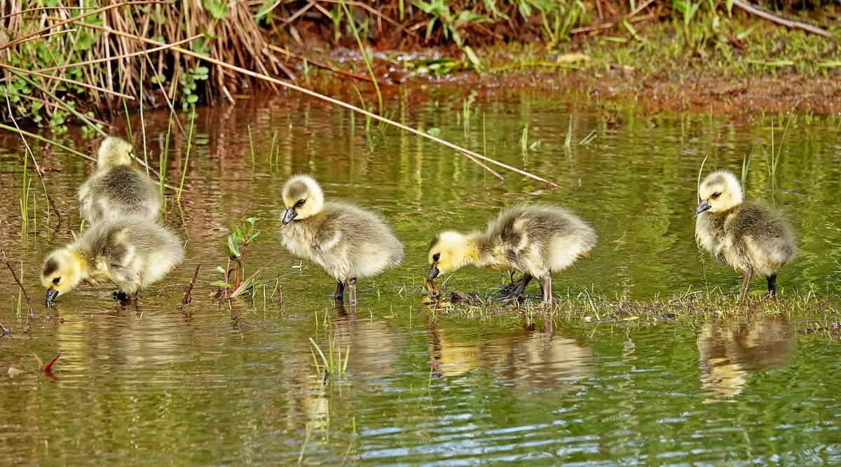 Canada Goose - Hank Heiberg