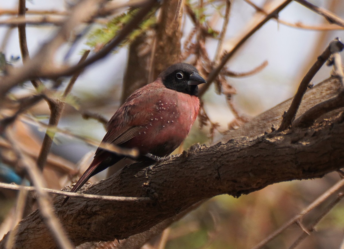 Black-faced Firefinch (Vinaceous) - ML618634344