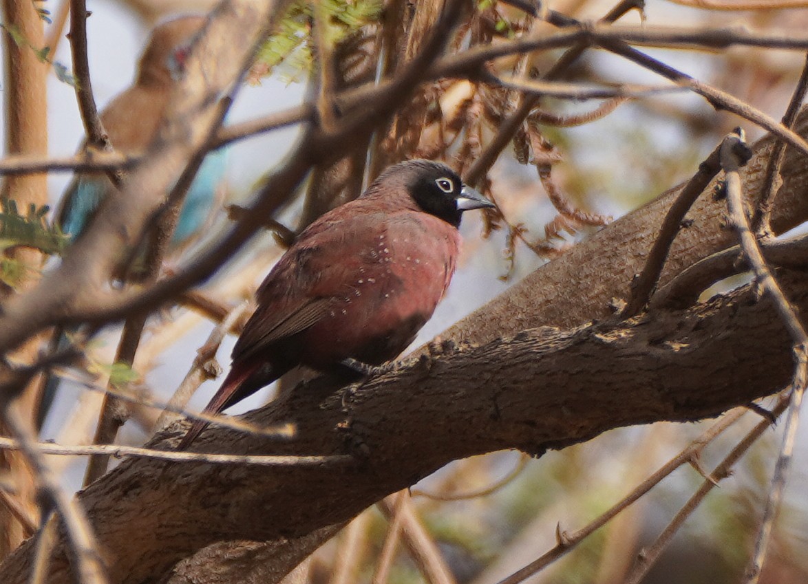 Black-faced Firefinch (Vinaceous) - ML618634355