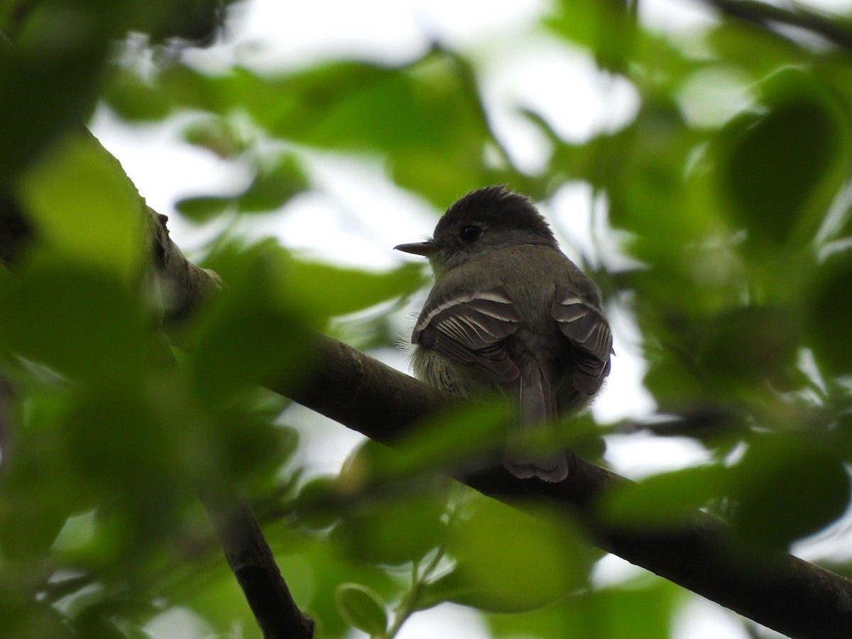 Hammond's Flycatcher - ML618634360