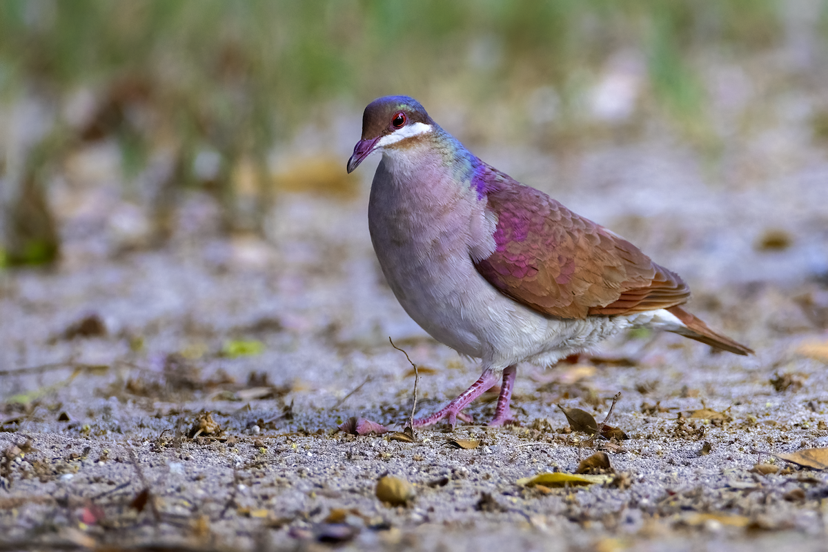 Key West Quail-Dove - ML618634378
