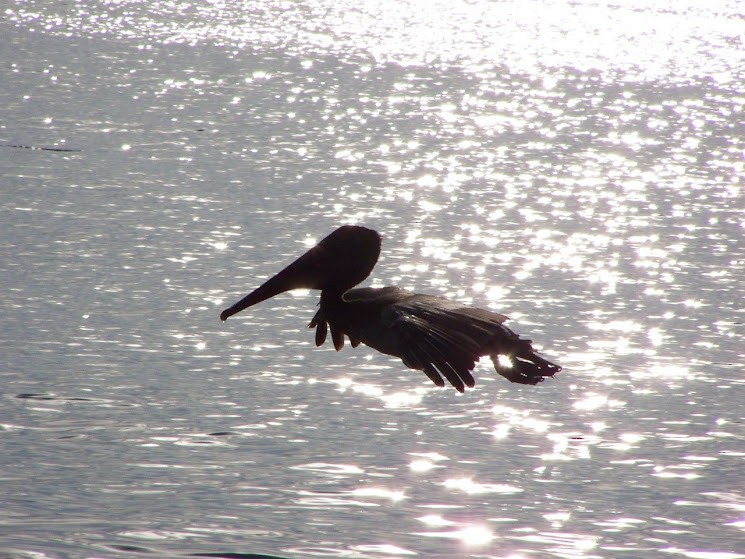 Brown Pelican - Juan Pedro Medina