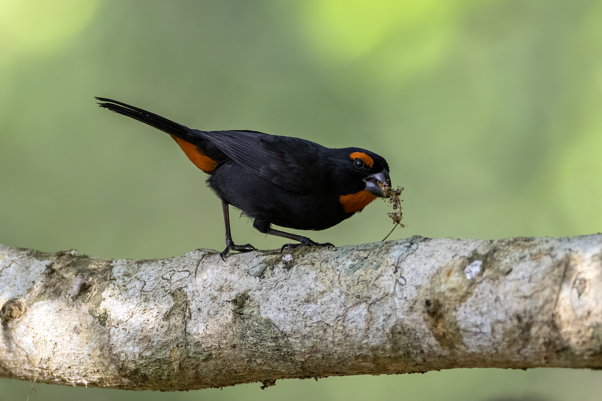 Greater Antillean Bullfinch - ML618634398