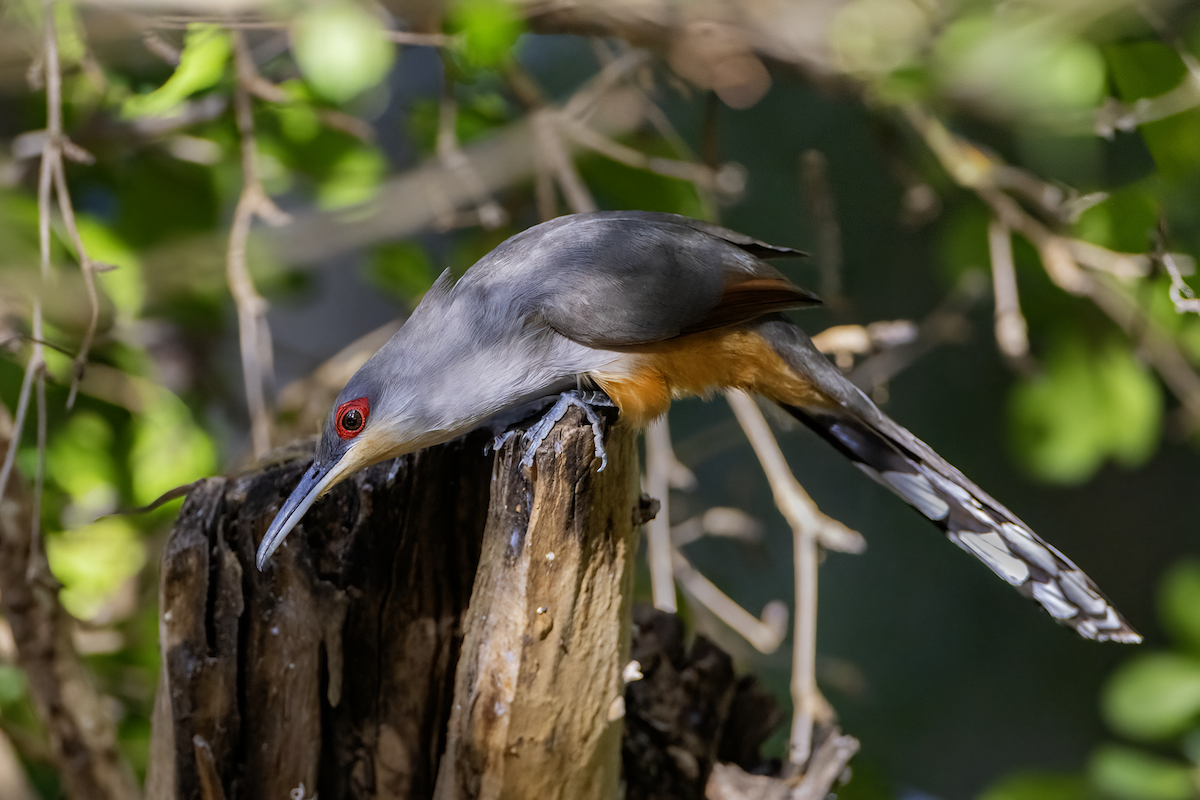 Hispaniolan Lizard-Cuckoo - ML618634418