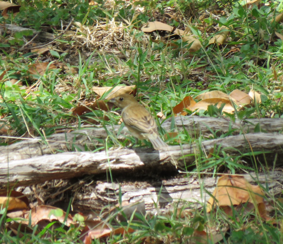 Indigo Bunting - Guiller Mina