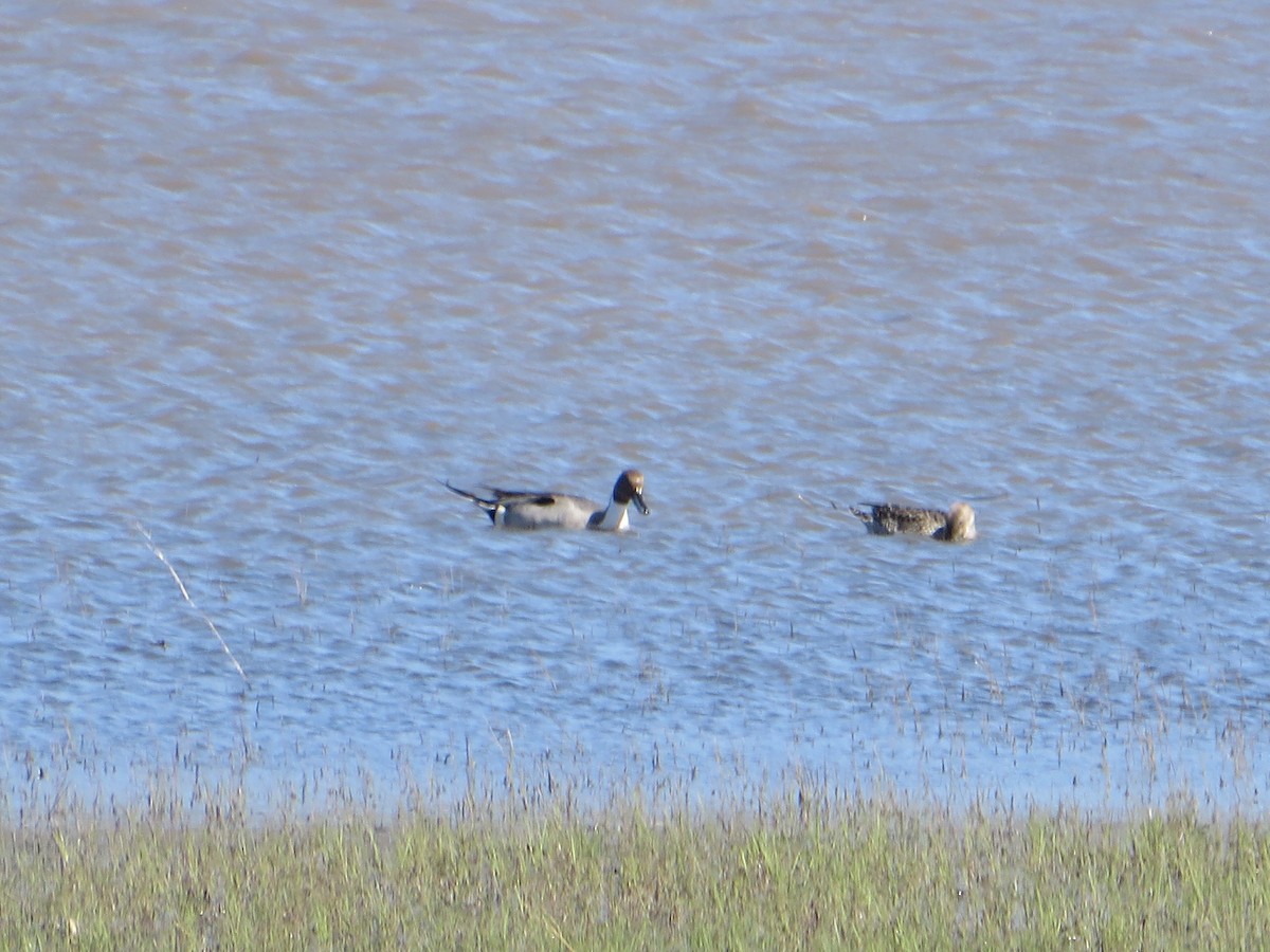 Northern Pintail - ML618634421