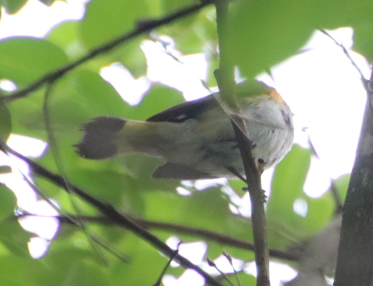 American Redstart - ML618634427