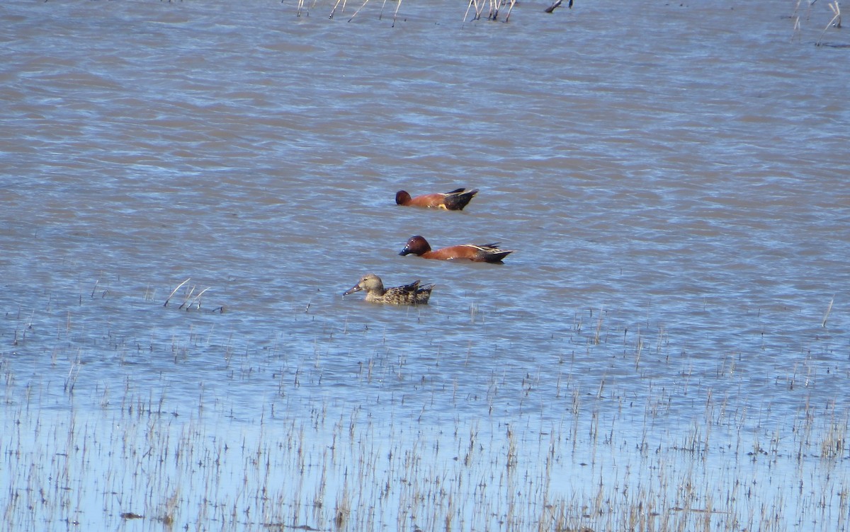 Cinnamon Teal - ML618634434