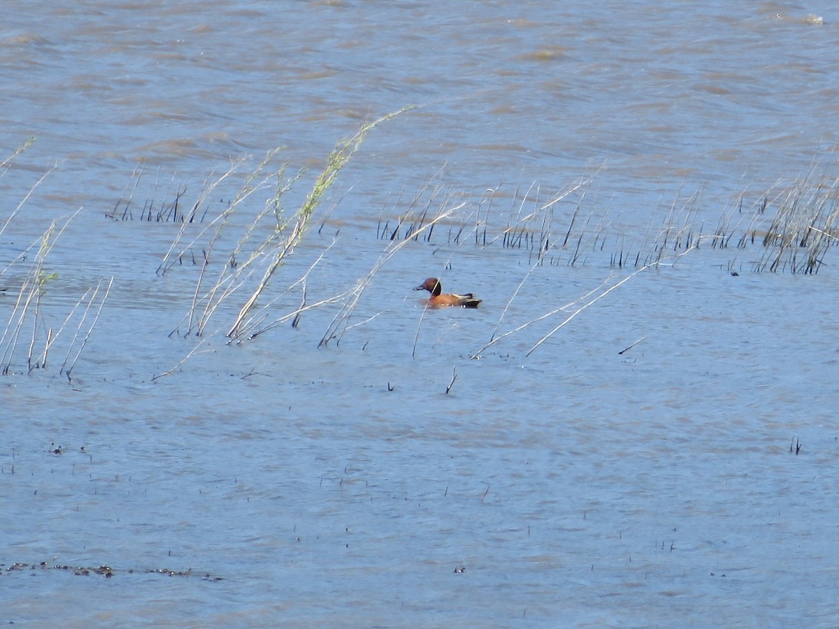 Cinnamon Teal - Marti Eisentraut