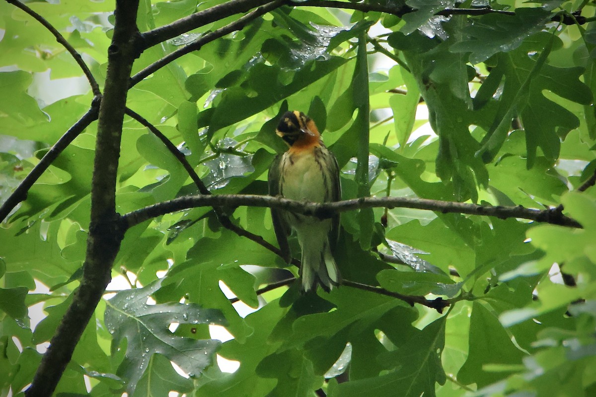 Blackburnian Warbler - ML618634442