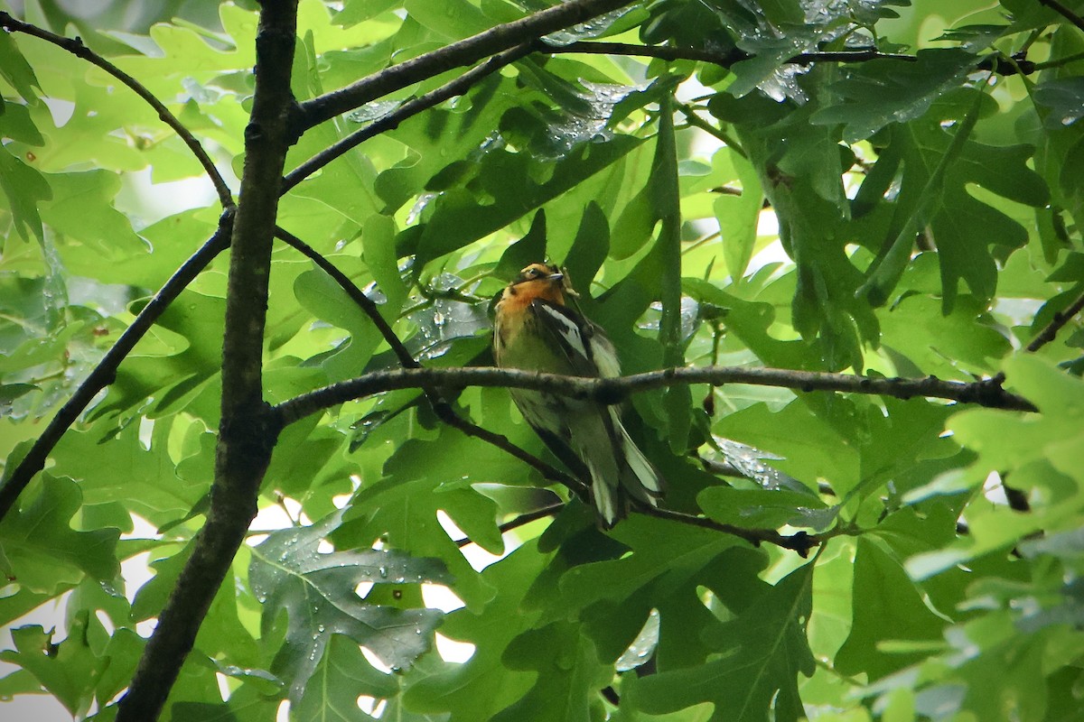 Blackburnian Warbler - ML618634443