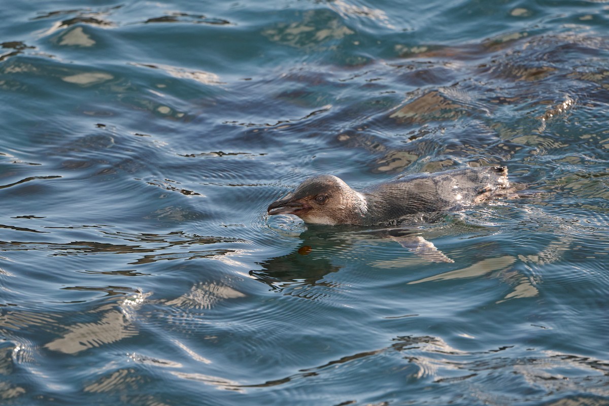 tučňák nejmenší - ML618634470