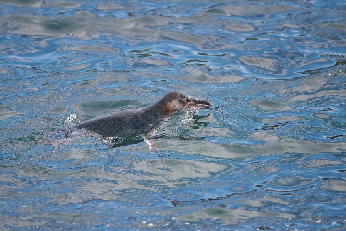 tučňák nejmenší - ML618634471