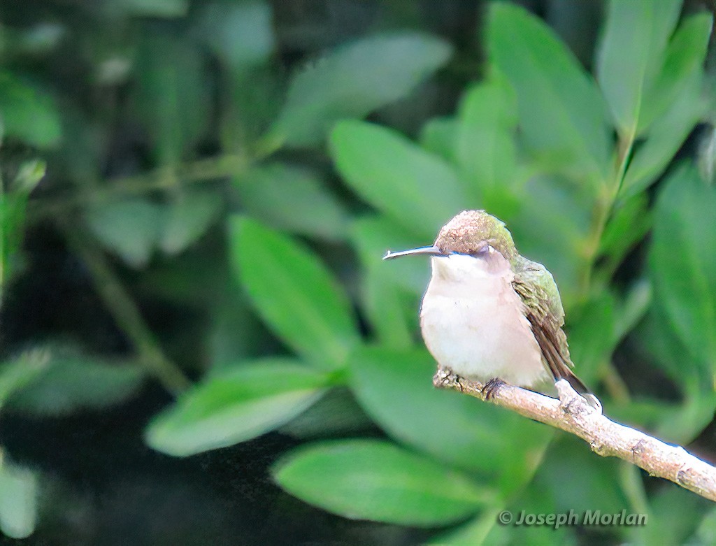 Ruby-throated/Black-chinned Hummingbird - ML618634472