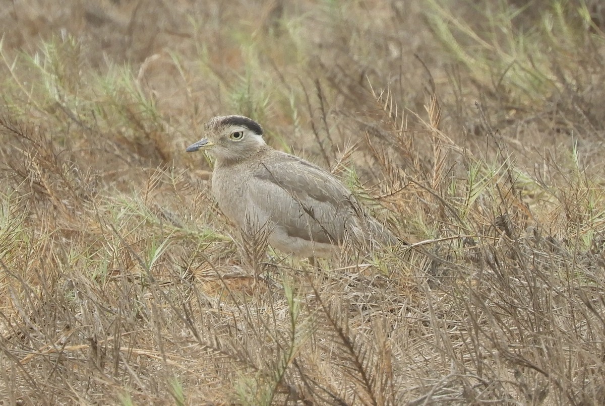 Peruvian Thick-knee - ML618634475