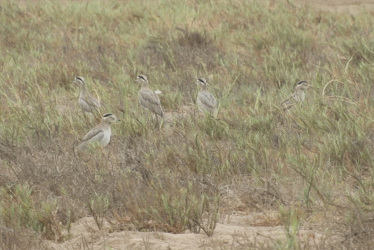 Peruvian Thick-knee - ML618634476