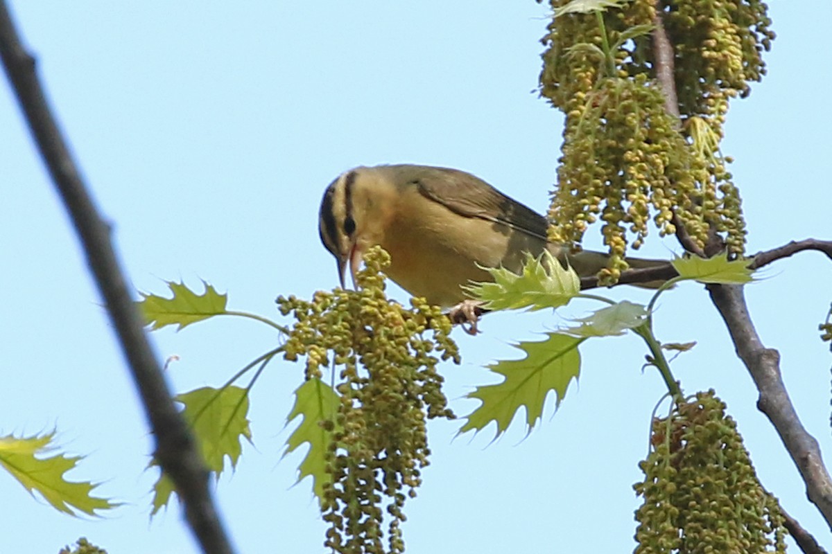 Worm-eating Warbler - Jeffrey Offermann