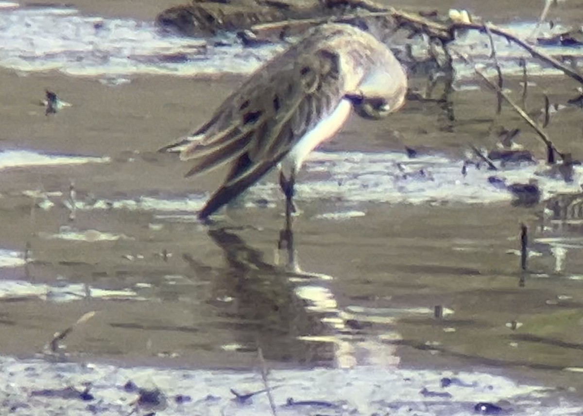 Semipalmated Sandpiper - ML618634535