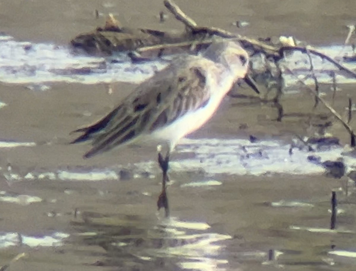 Semipalmated Sandpiper - ML618634539