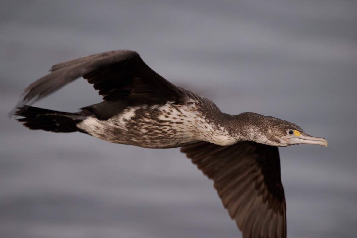 kormorán pestrý - ML618634563