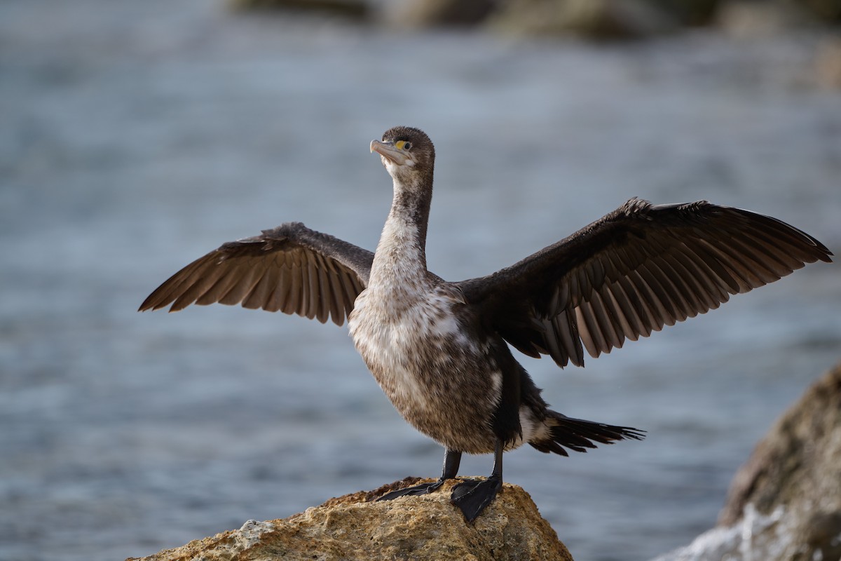 Pied Cormorant - Anonymous