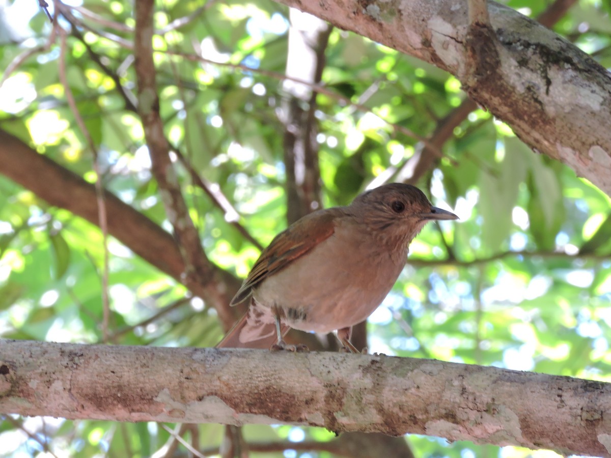 Pale-breasted Thrush - ML618634580