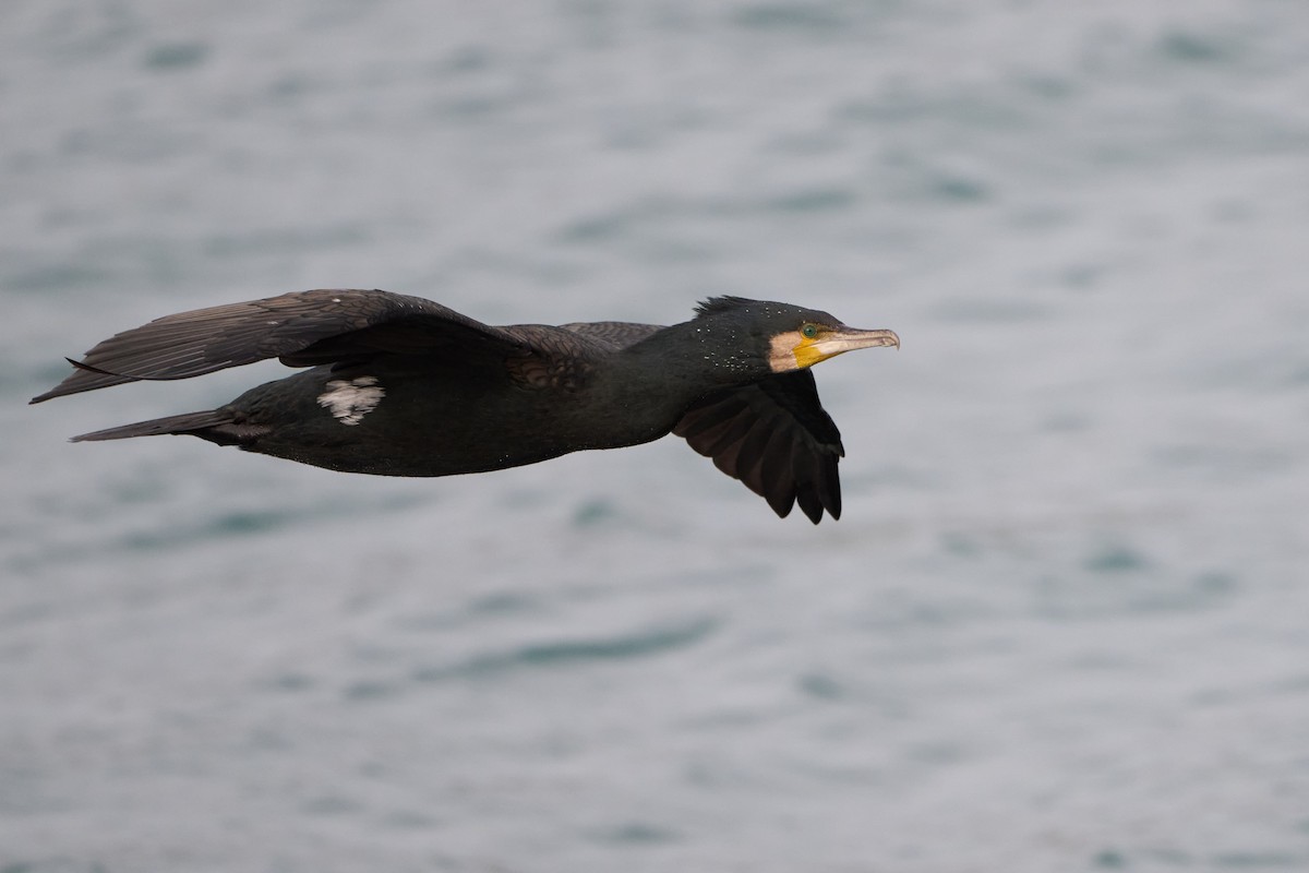 kormorán velký - ML618634594