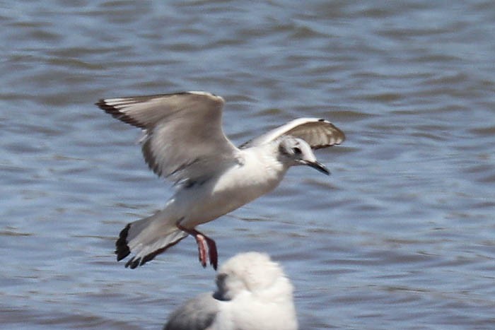 Bonaparte's Gull - ML618634602