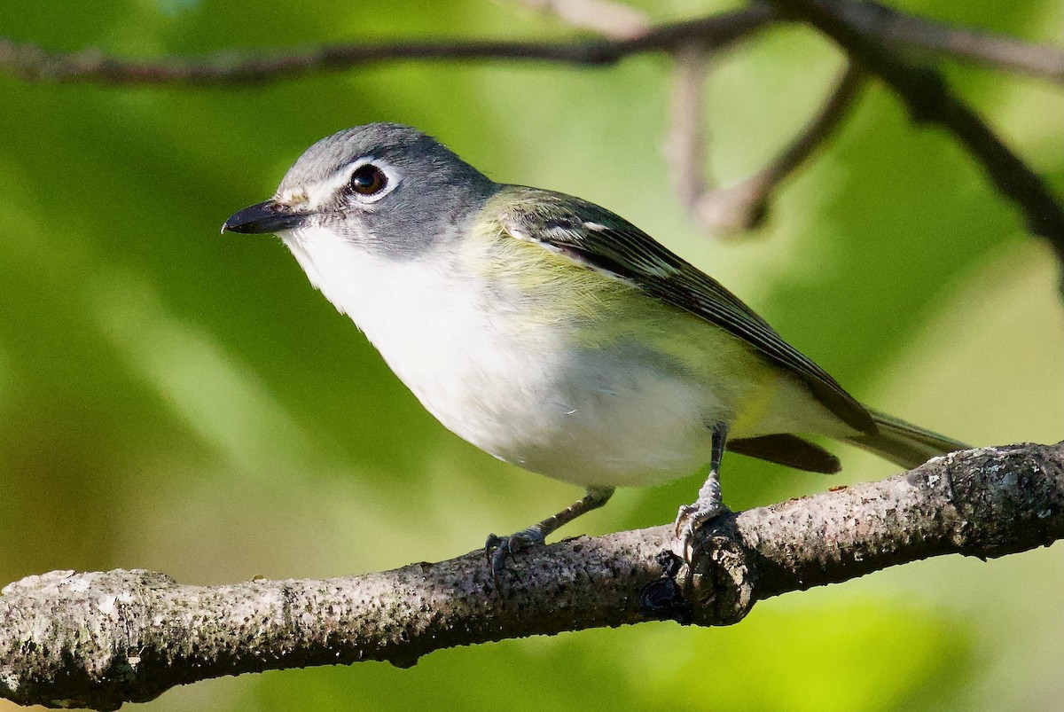 Blue-headed Vireo - ML618634606
