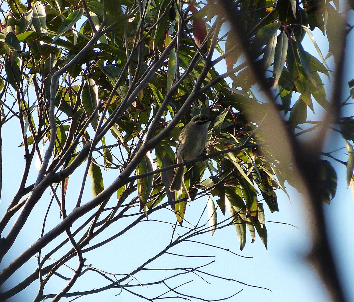 Yellow-faced Honeyeater - ML61863461