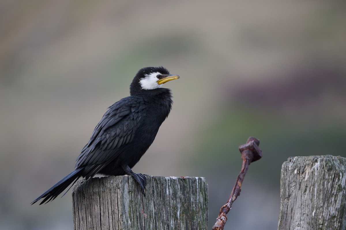 Little Pied Cormorant - Anonymous