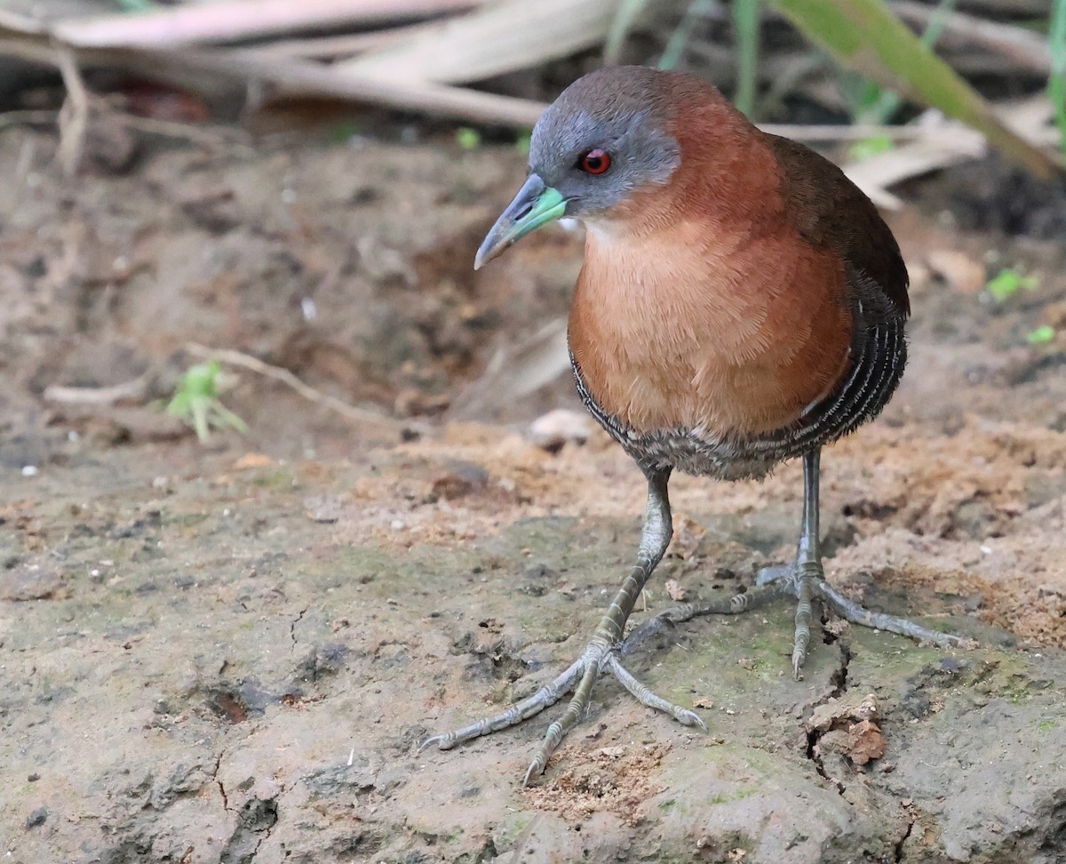 White-throated Crake - Sally Veach