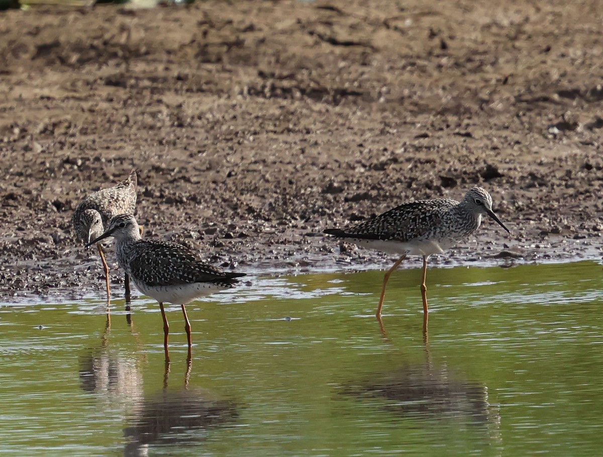 Greater Yellowlegs - ML618634651