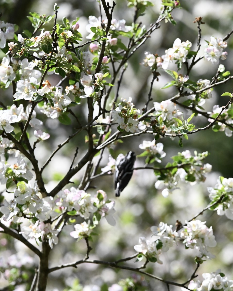 Black-and-white Warbler - ML618634655