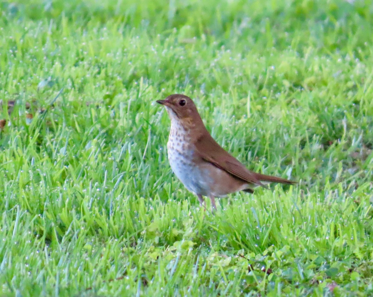 Swainson's Thrush - ML618634700