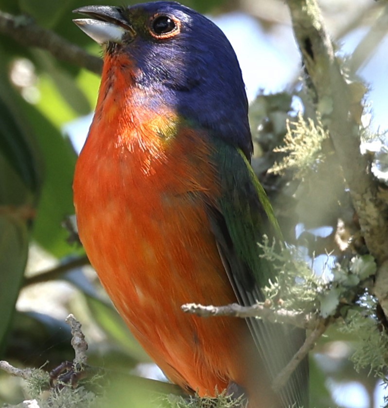 Painted Bunting - Connie yarbrough