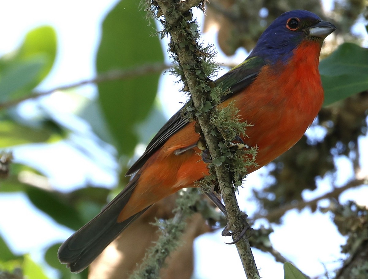Painted Bunting - Connie yarbrough