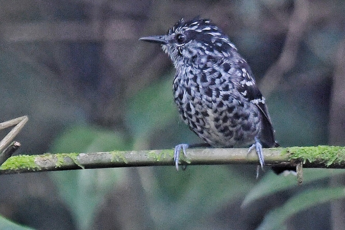 Scaled Antbird - Scott Clark