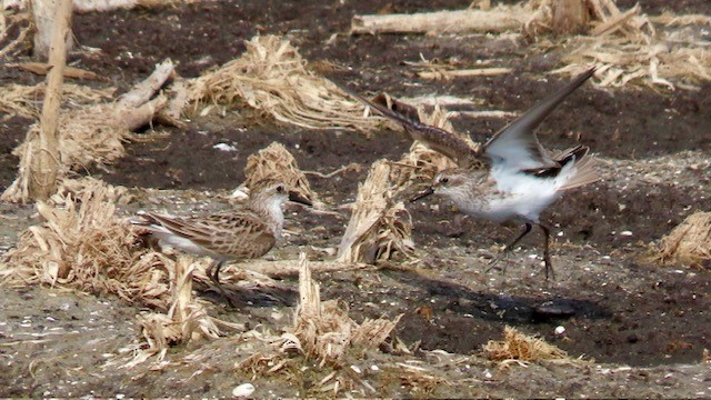 White-rumped Sandpiper - ML618634727