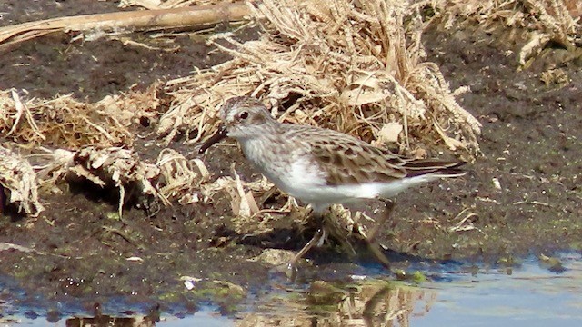 White-rumped Sandpiper - ML618634729