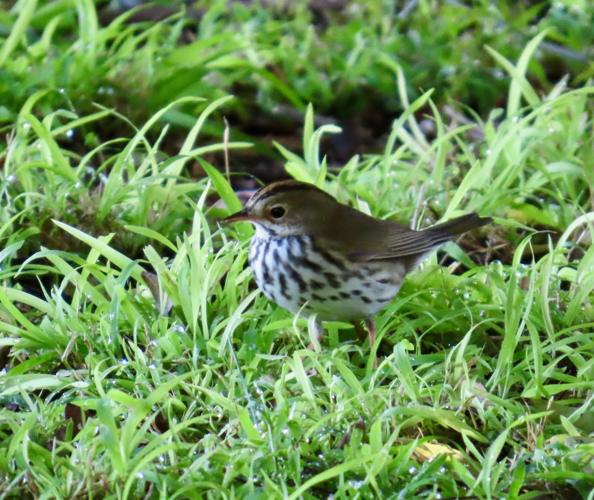 Ovenbird - ML618634735