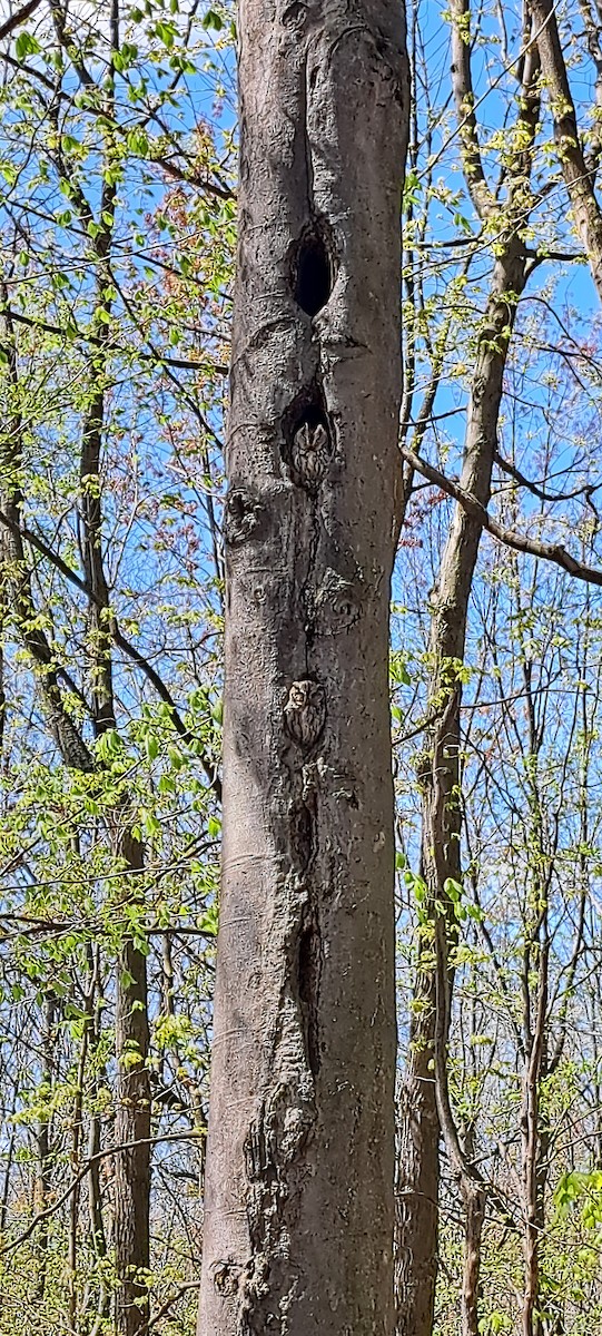 Eastern Screech-Owl - Chantal Sauriol