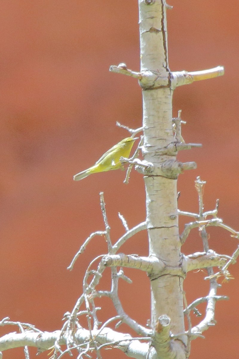 Warbling Vireo - Bill & Dana Garden