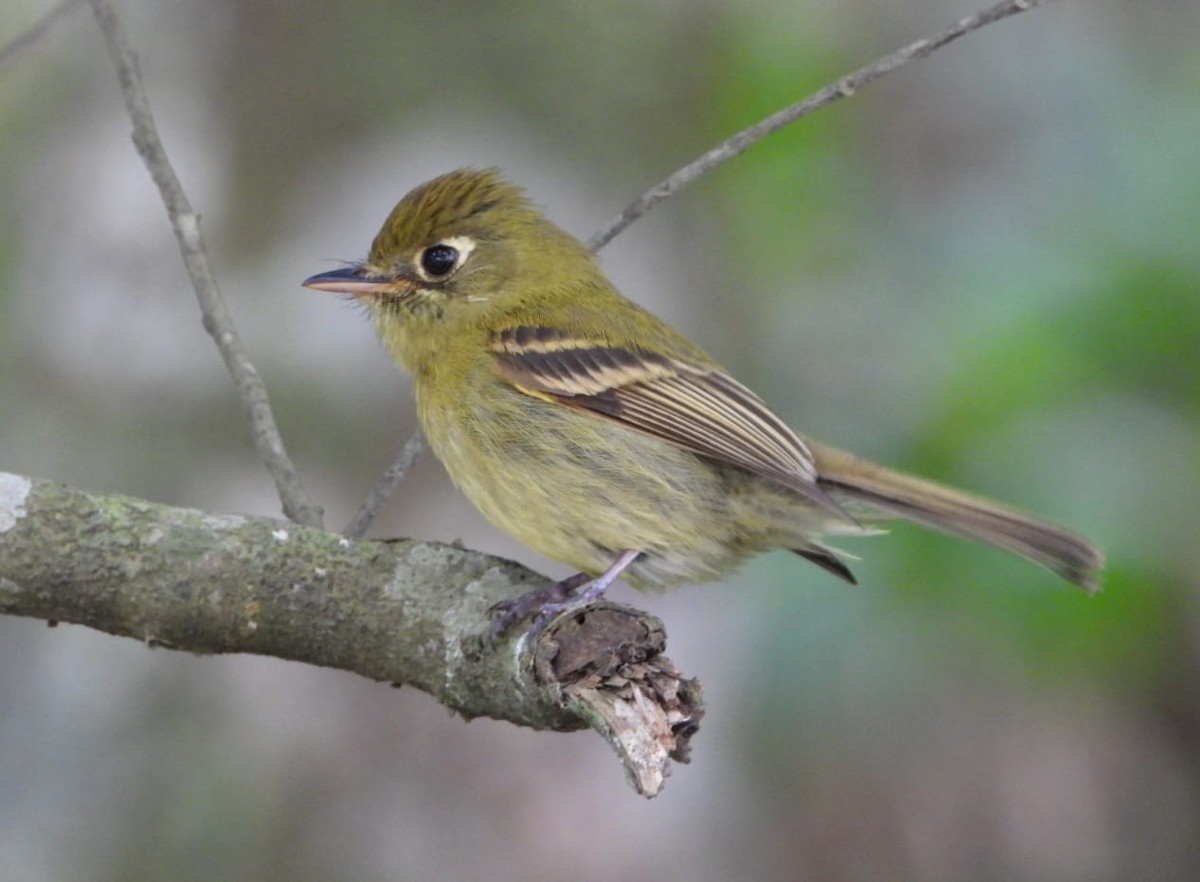 Yellowish Flycatcher - My Experience With Nature Birding Tour Guide