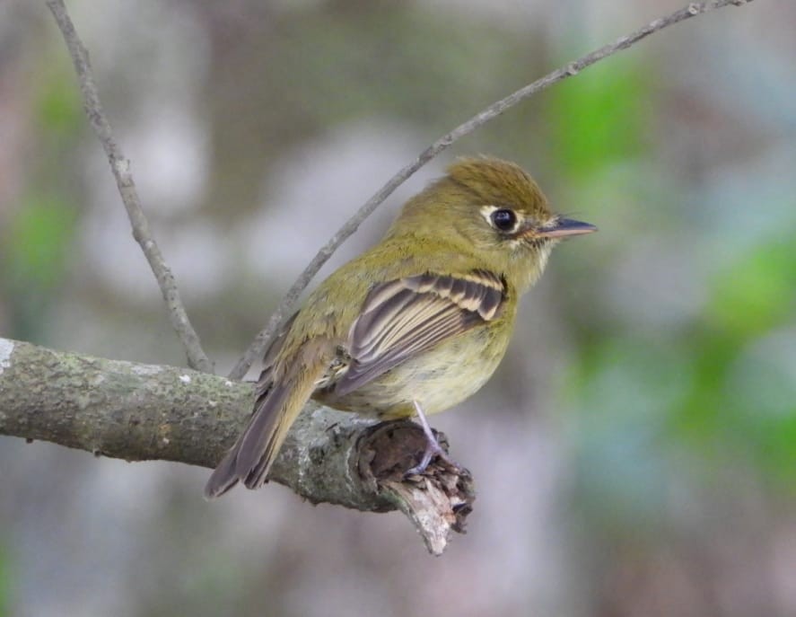 Yellowish Flycatcher - My Experience With Nature Birding Tour Guide
